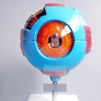 PVC Modra Človeško Oko Žogo Anatomski Model Usposabljanja 6X Življenje Velikost Medicinska oprema